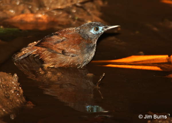 Chestnut-backed Antbird male Caribbean race bathing