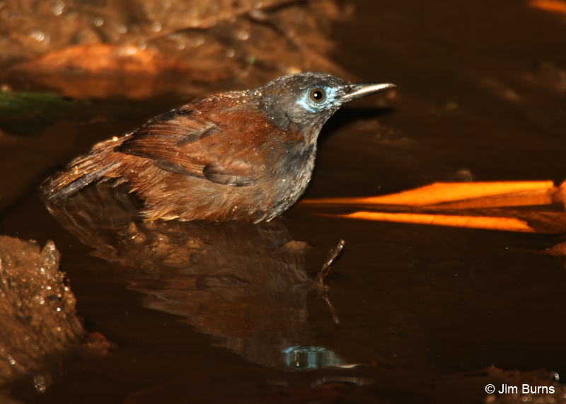 Chestnut-backed Antbird
