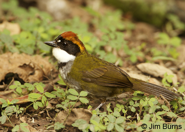 Chestnut-capped Brush-Finch