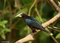 Chestnut-headed Oropendola