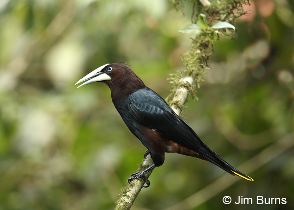 Chestnut-headed Oropendola on branch