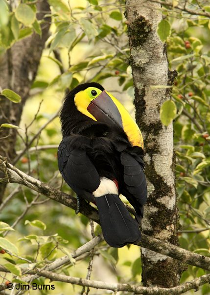 Chestnut-mandibled Toucan dorsal view