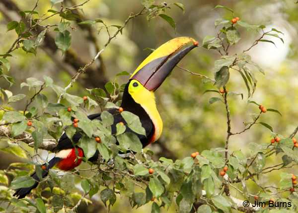 Chestnut-mandibled Toucan feeding on berry