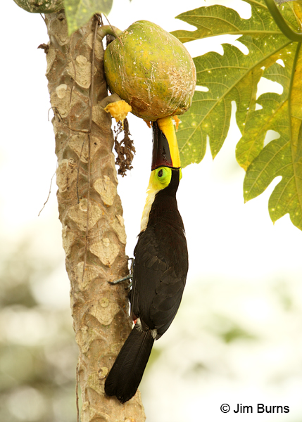 Chestnut-mandibled Toucan feeding on papaya