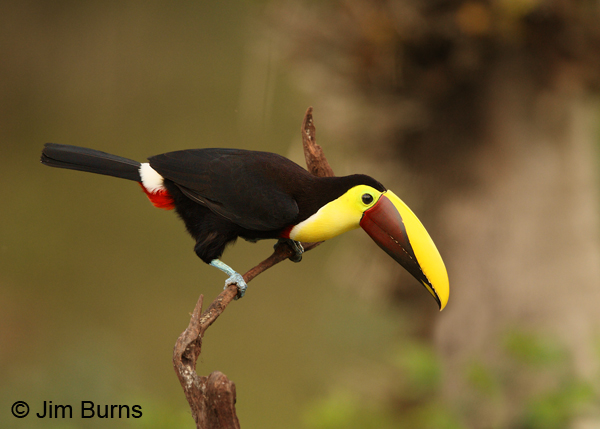 Chestnut-mandibled Toucan