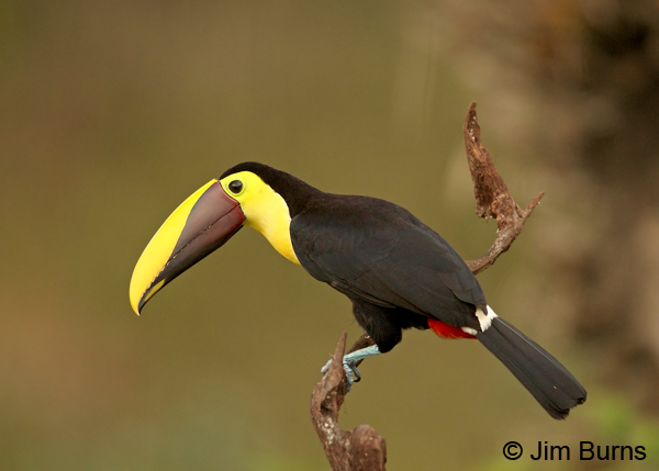 Chestnut-mandibled Toucan on snag