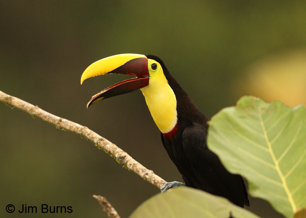 Chestnut-mandibled Toucan calling