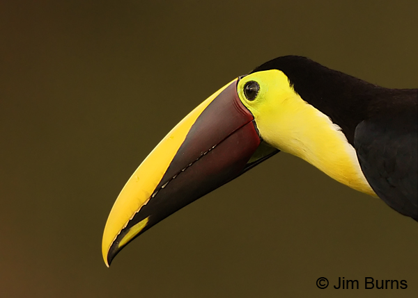 Chestnut-mandibled Toucan head shot