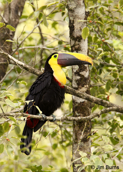 Chestnut-mandibled Toucan in tree