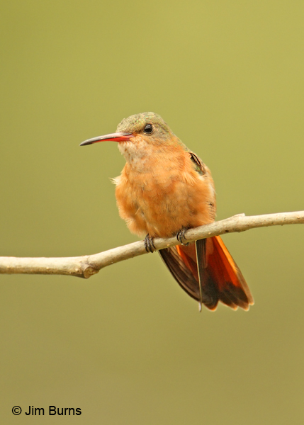 Cinnamon Hummingbird ventral view