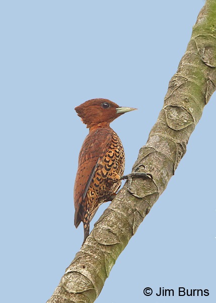 Cinnamon Woodpecker female #2