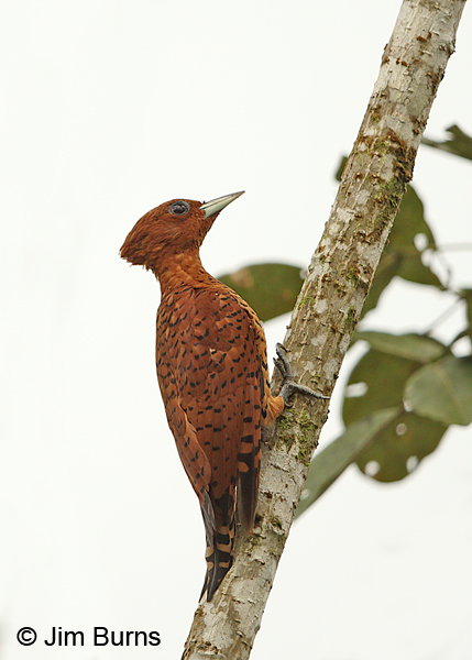 Cinnamon Woodpecker female #3