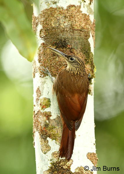Cocoa Woodcreeper