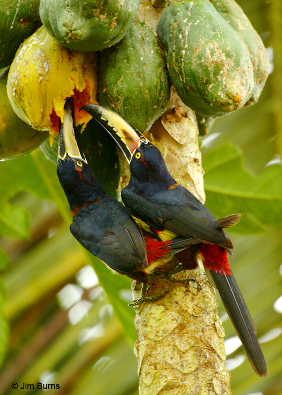 Collared Aracaris