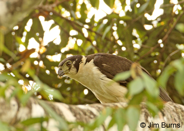Collared Forest-Falcon on branch
