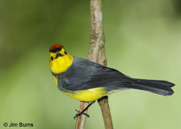 Collared Redstart mugshot