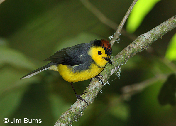 Collared Redstart on branch