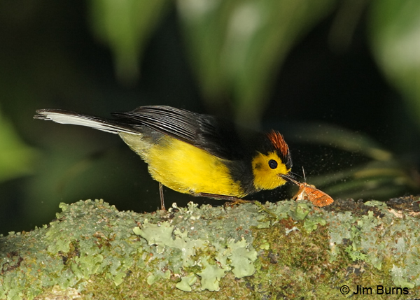Collared Redstart subduing moth