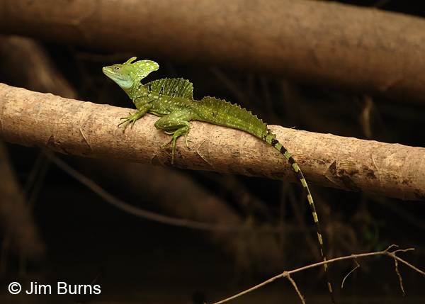 Common Basilisk on log