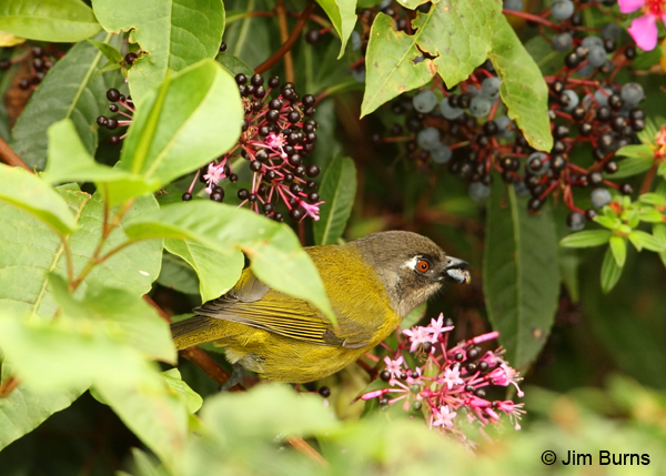 Common Chlorospingus eating flower petals
