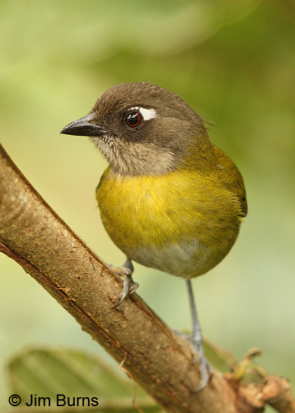 Common Chlorospingus vertical.