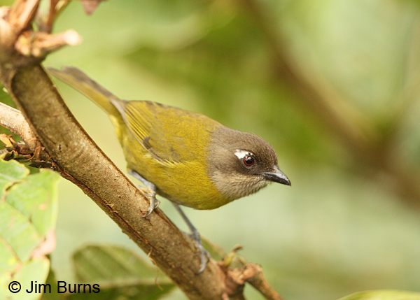 Common Chlorospingus