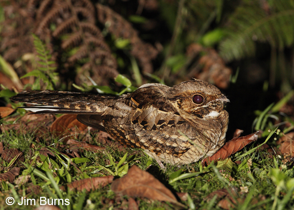 Common Pauraque on forest floor