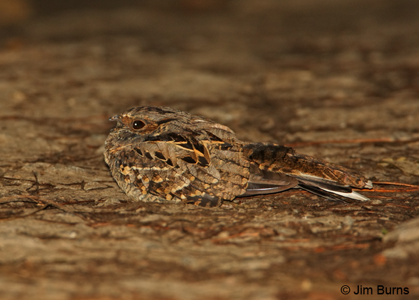 Common Pauraque on road