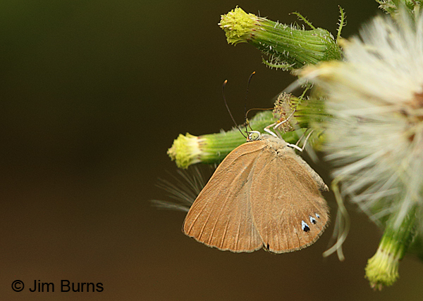 Common Theope (Theope virgilus)