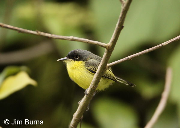 Common Tody-Flycatcher in habitat