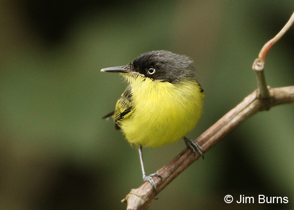 Common Tody-Flycatcher