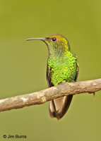 Coppery-headed Emerald