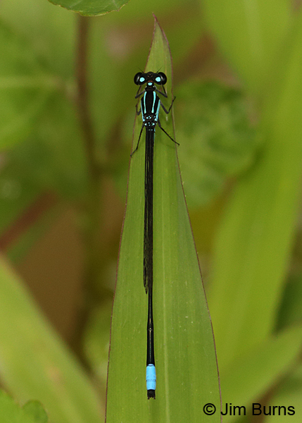 Costa Rican Wedgetail male dorsal view, Turrialba, CR, August 2014