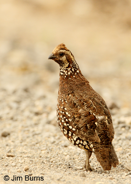 Crested Bobwhite male dorsal view