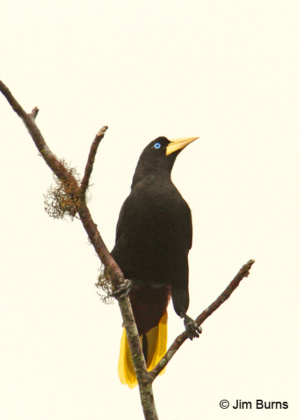 Crested Oropendola