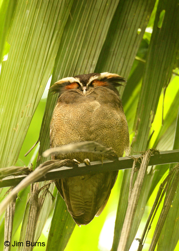 Crested Owl sleeping