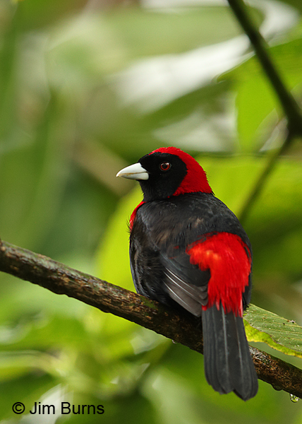 Crimson-collared Tanager dorsal view