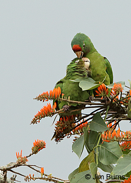 Crimson-fronted Parakeets allopreening