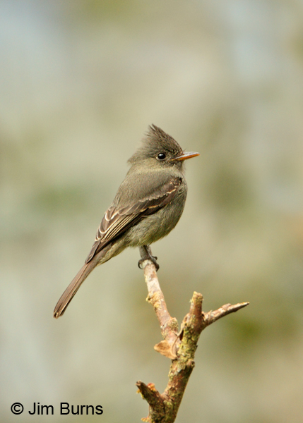 Dark Pewee