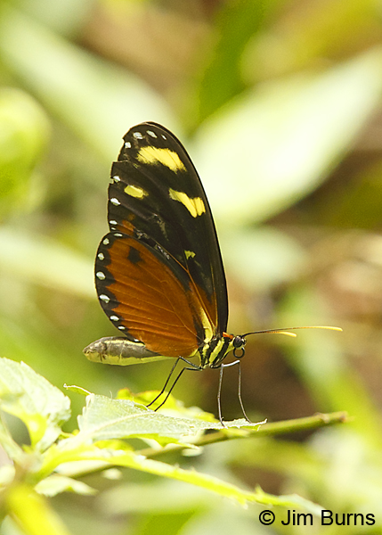 Disturbed Tigerwing (Mechanitis polymnia)