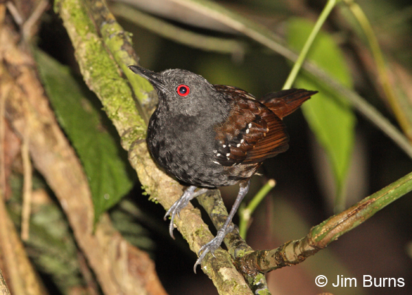 Dull-mantled Antbird male