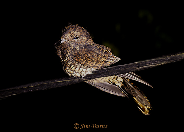 Dusky Nightjar on vine--6541