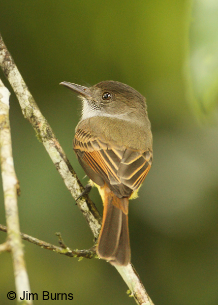 Dusky-capped Flycatcher dorsal view