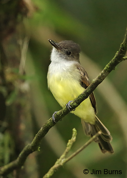 Dusky-capped Flycatcher ventral view