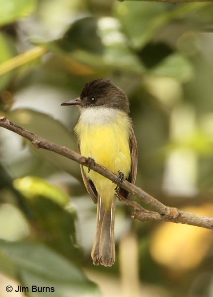 Dusky-capped Flycatcher