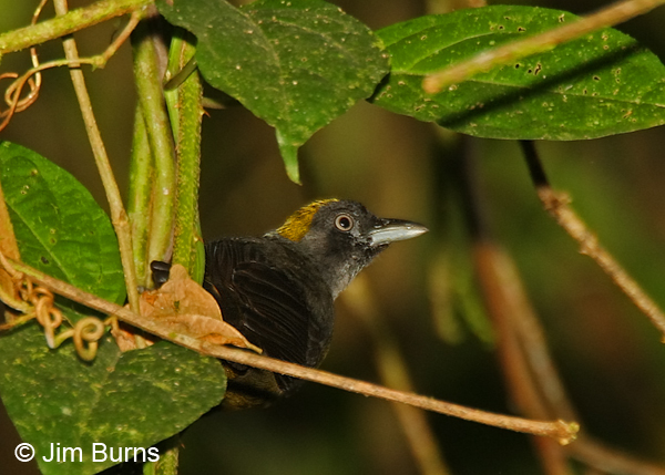 Dusky-faced Tanager