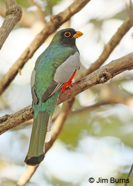 Elegant Trogon male dorsal view