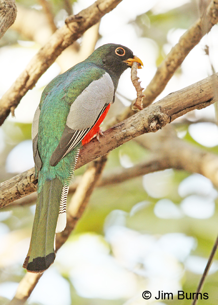 Elegant Trogon male with caterpillar