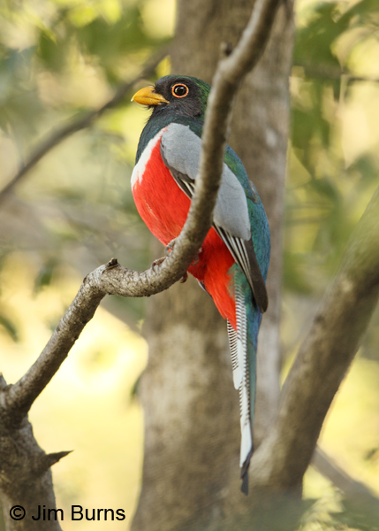 Elegant Trogon male