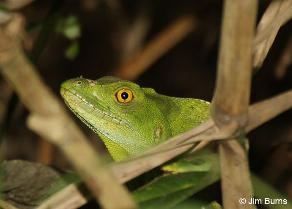 Emerald Basilisk female